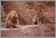 Two Cats