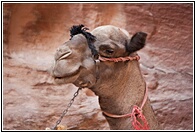 Camel Head