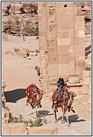 Bizarre Camels