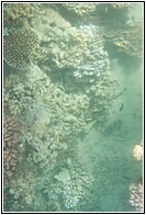 Aqaba Marine Park