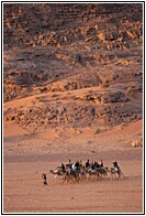 Camel Trip