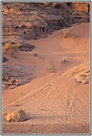 Animal Footprints