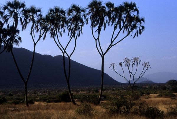 Palm Trees