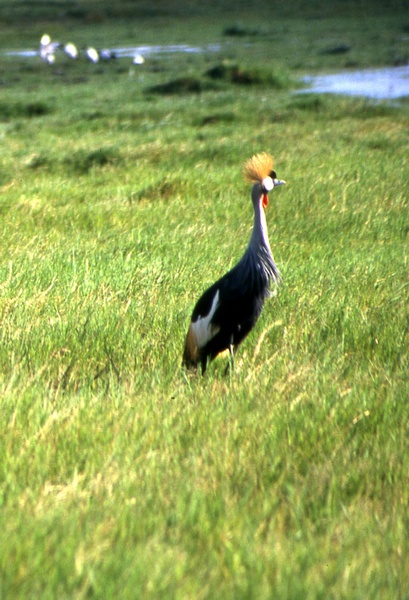 Gray Crowned Crane