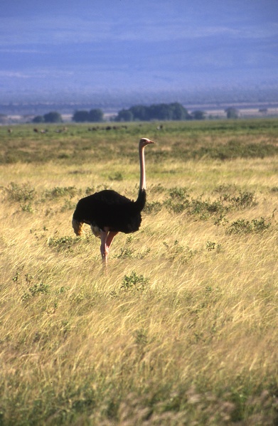 Male Ostrich