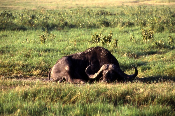Sleeping Buffalo