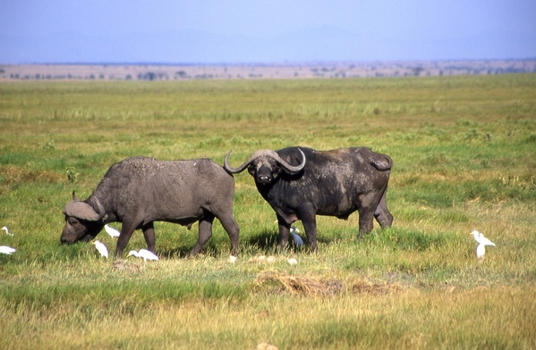 Cape Buffalos