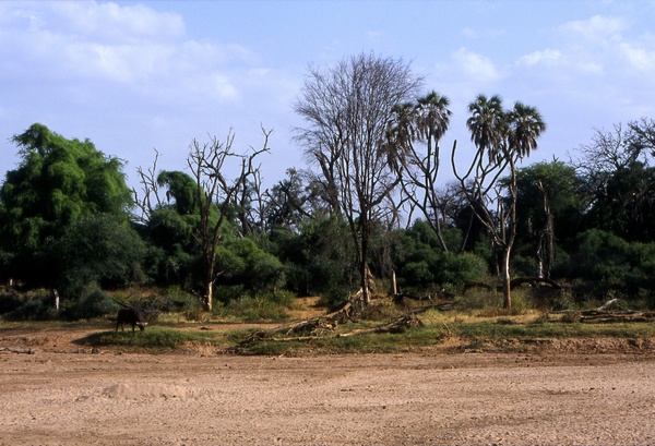 Dry River