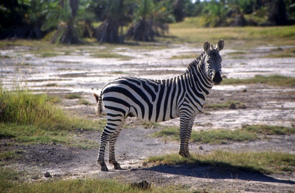Zebra