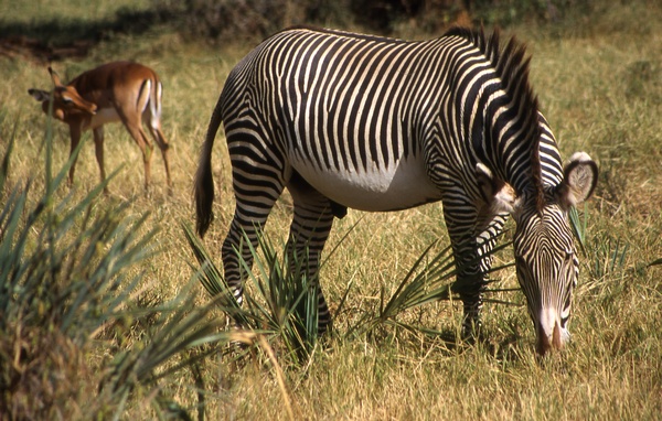 Grevy's Zebra