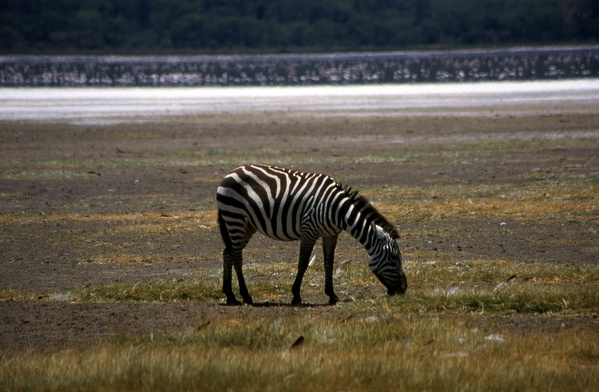 Zebra