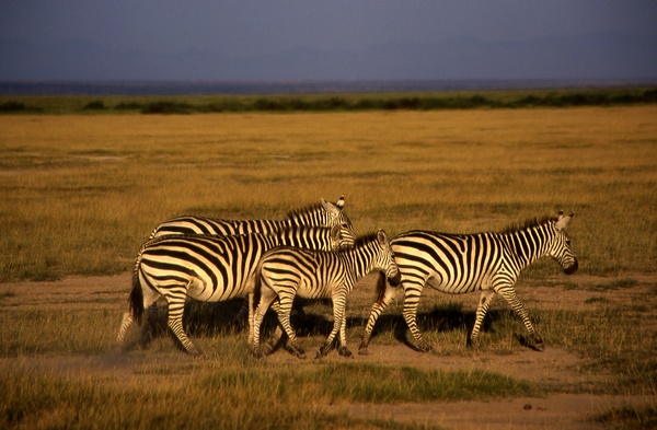Zebras