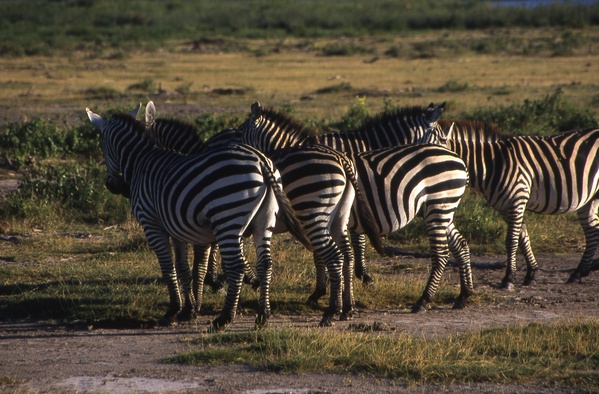 Zebras