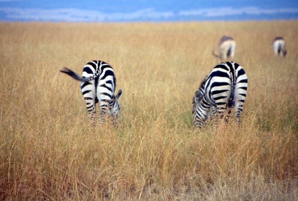 Zebras