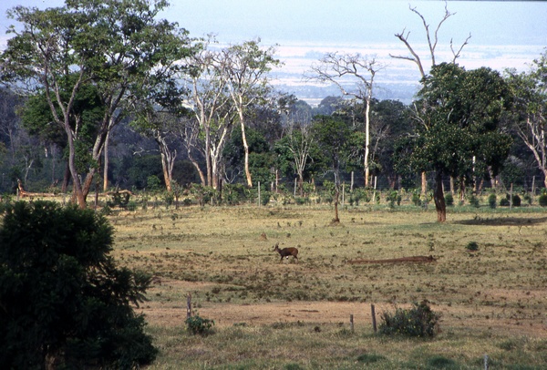 Aberdares Landscape