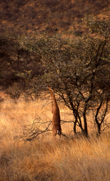 Gerenuk Eating
