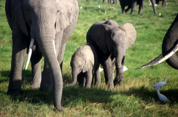 Elephant Family