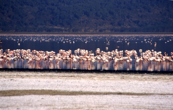 Flamingos