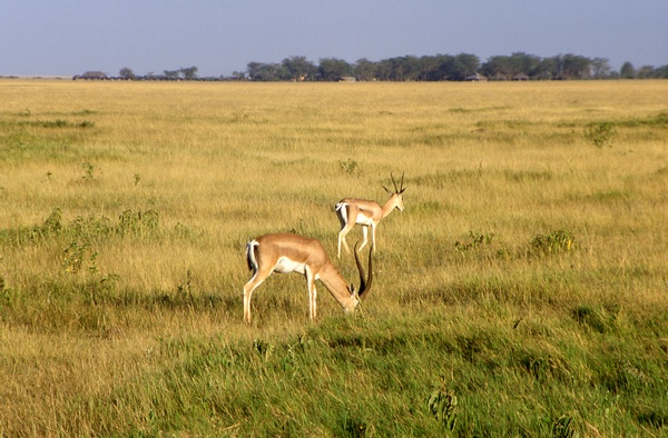 Grant's Gazelles