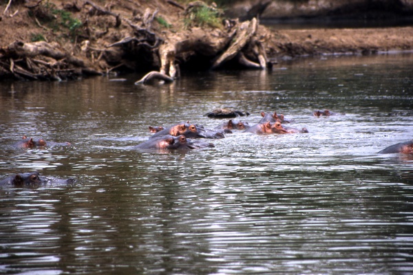 Hippopotamus