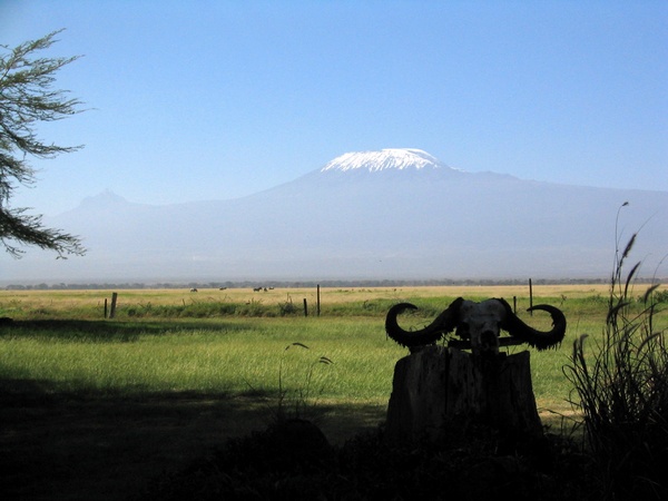Buffalo Skull