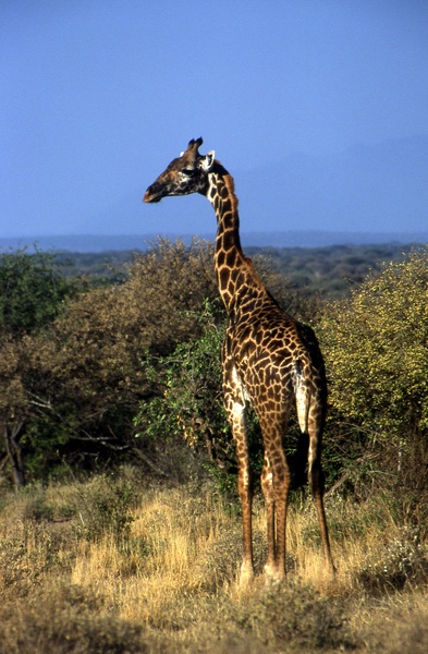 Giraffe