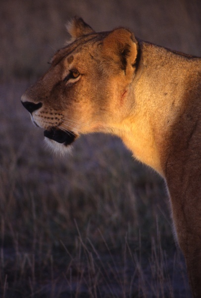 Lioness