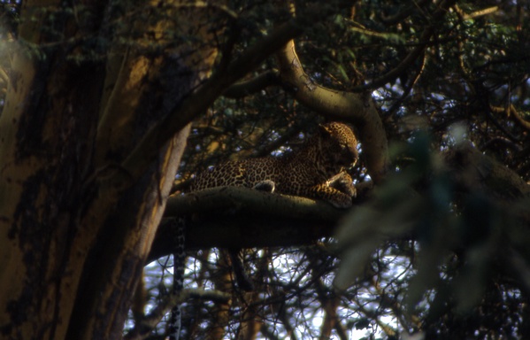 Leopard