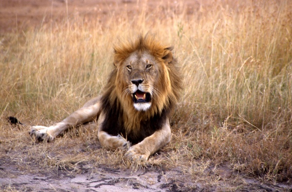 Lion