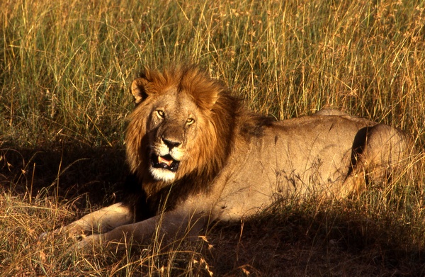 The King