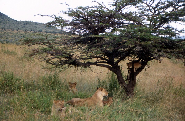 Family of Lions