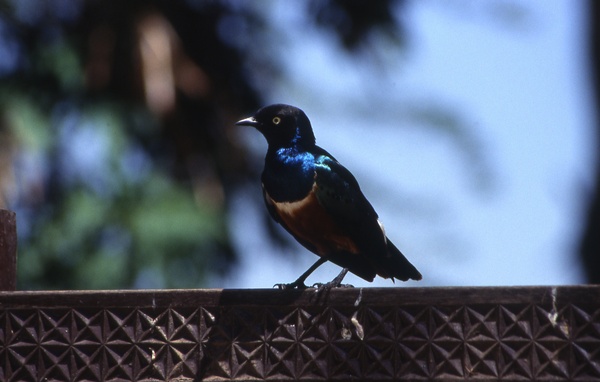Superb Starling