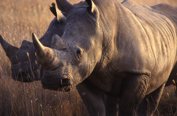 Rhinos