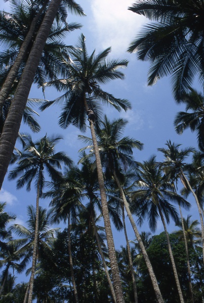 Coconut Trees