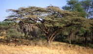 Acacia Tree