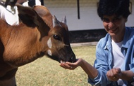 Animal Orphanage 