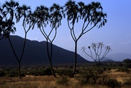 Palm Trees