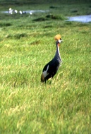 Gray Crowned Crane