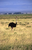 Male Ostrich