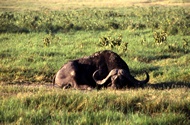 Sleeping Buffalo