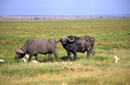 Cape Buffalos
