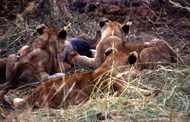 Three Cubs
