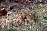 Lions Cubs