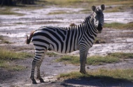 Zebra