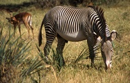 Grevy's Zebra