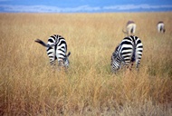 Zebras