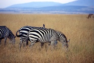 Zebras