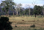 Aberdares Landscape