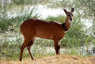 Bushbuck