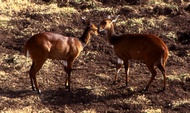Young Bushbucks